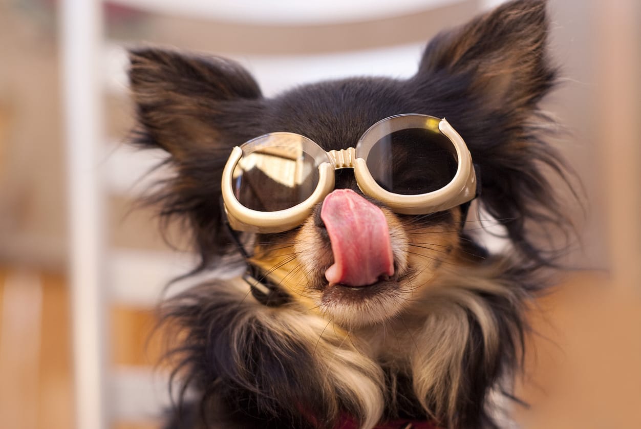 Glasses for Dogs With Cataracts: 3 Best Options