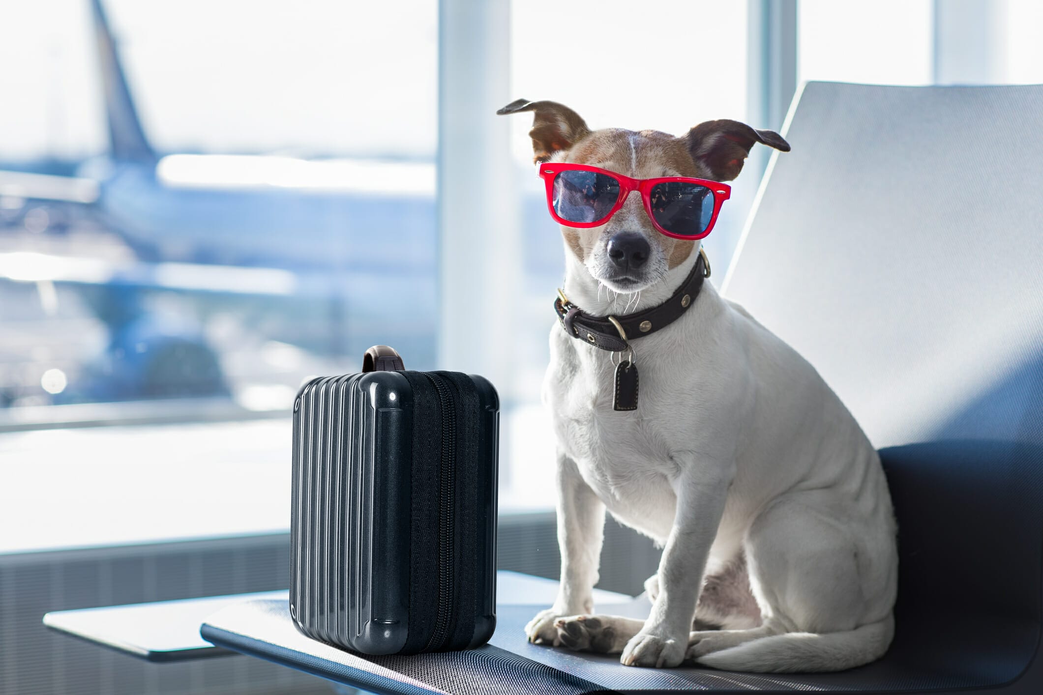 How Do Dogs Go To The Bathroom On A Plane? (explained)