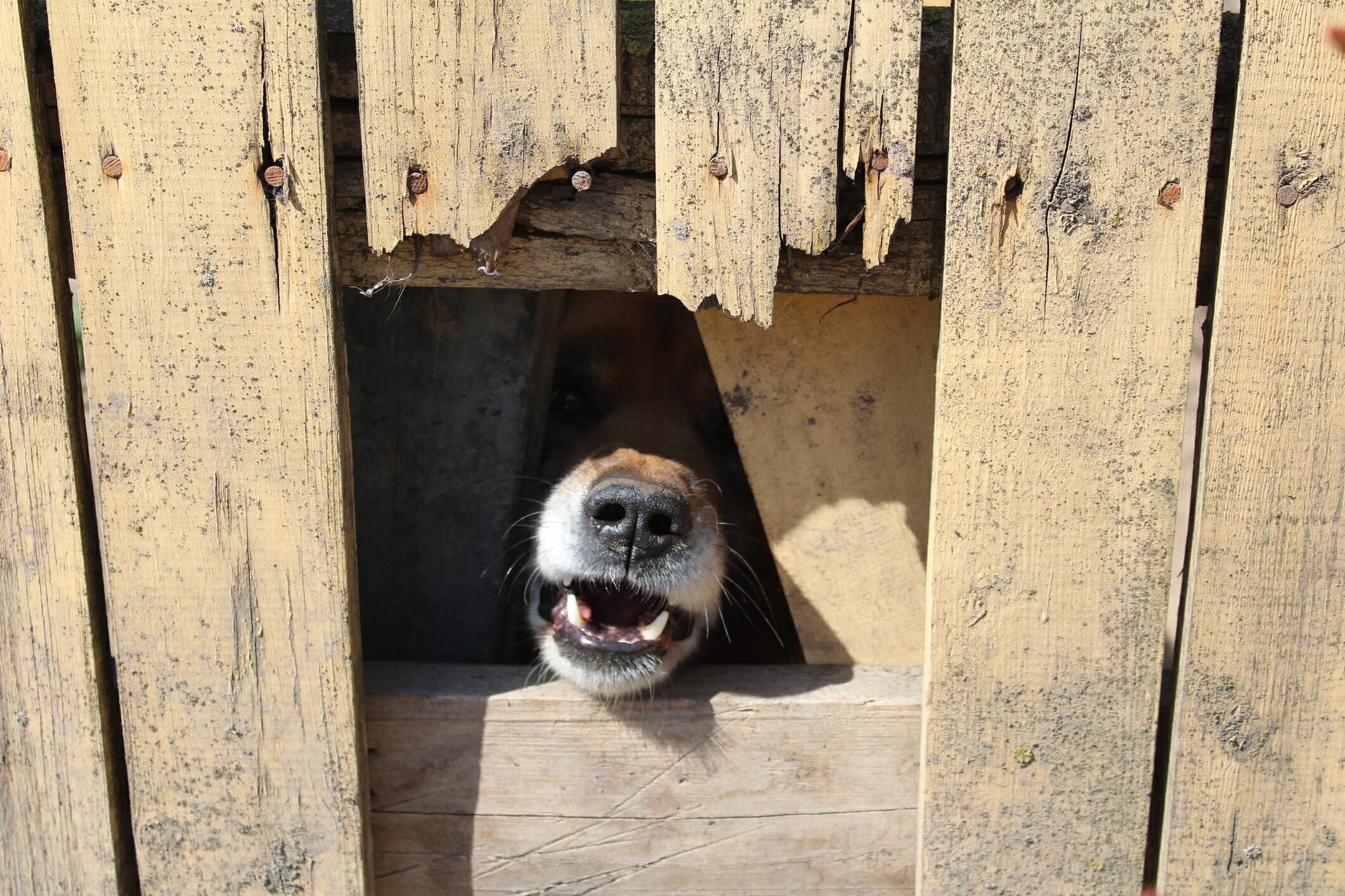 How to block dogs view through fence: Stop Unwanted Barking