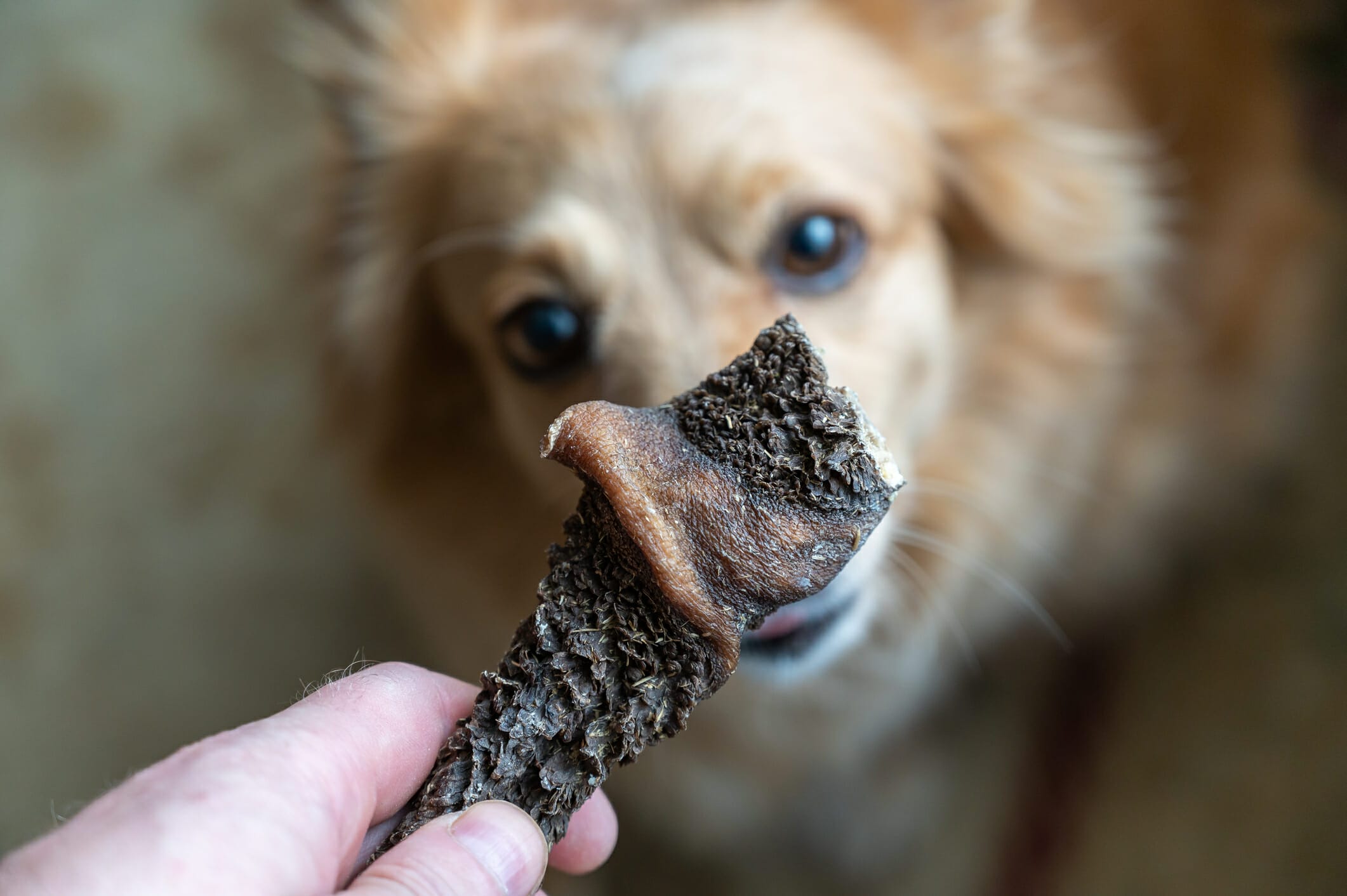 How To Freeze Dry Meat For Dogs (Complete Guide)