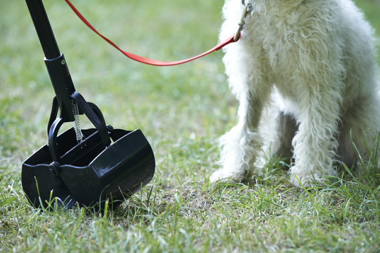How To Get Rid Of Dog Poop In Yard: The Complete Guide
