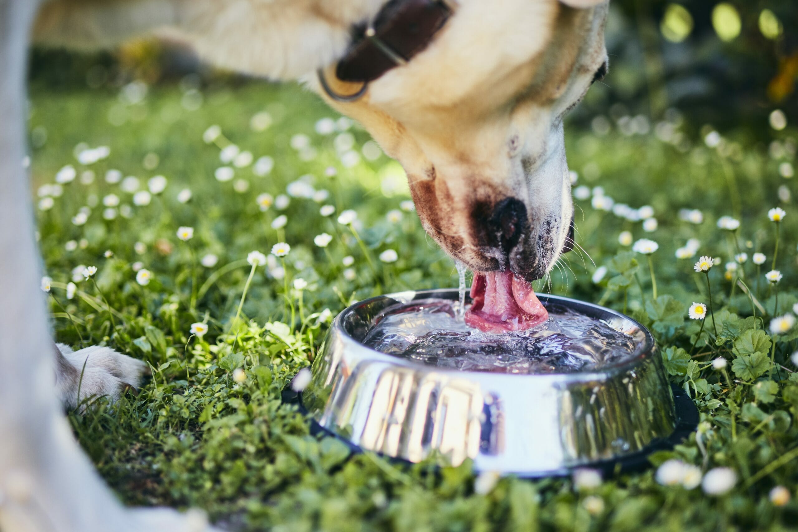 5 Tips On How To Keep Dog Water Clean Outside (+ Bowl Tips)