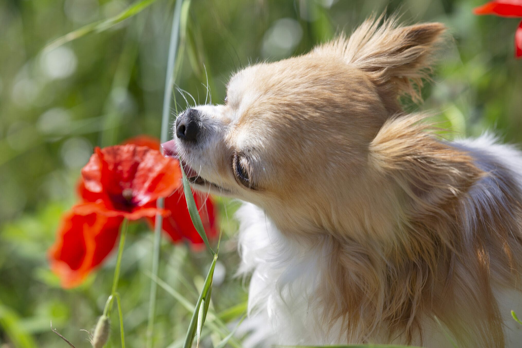 How To Keep My Dog From Eating My Rose Bushes (5 Tips)