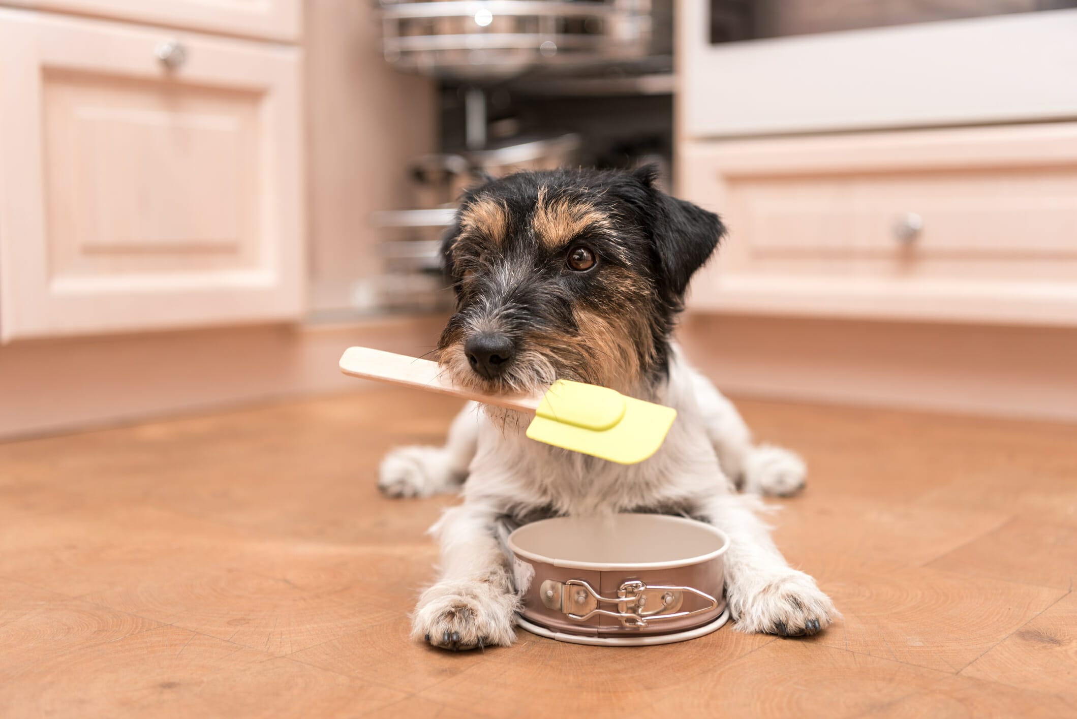 How To Soften Food For A Dog With No Teeth (Complete Guide)