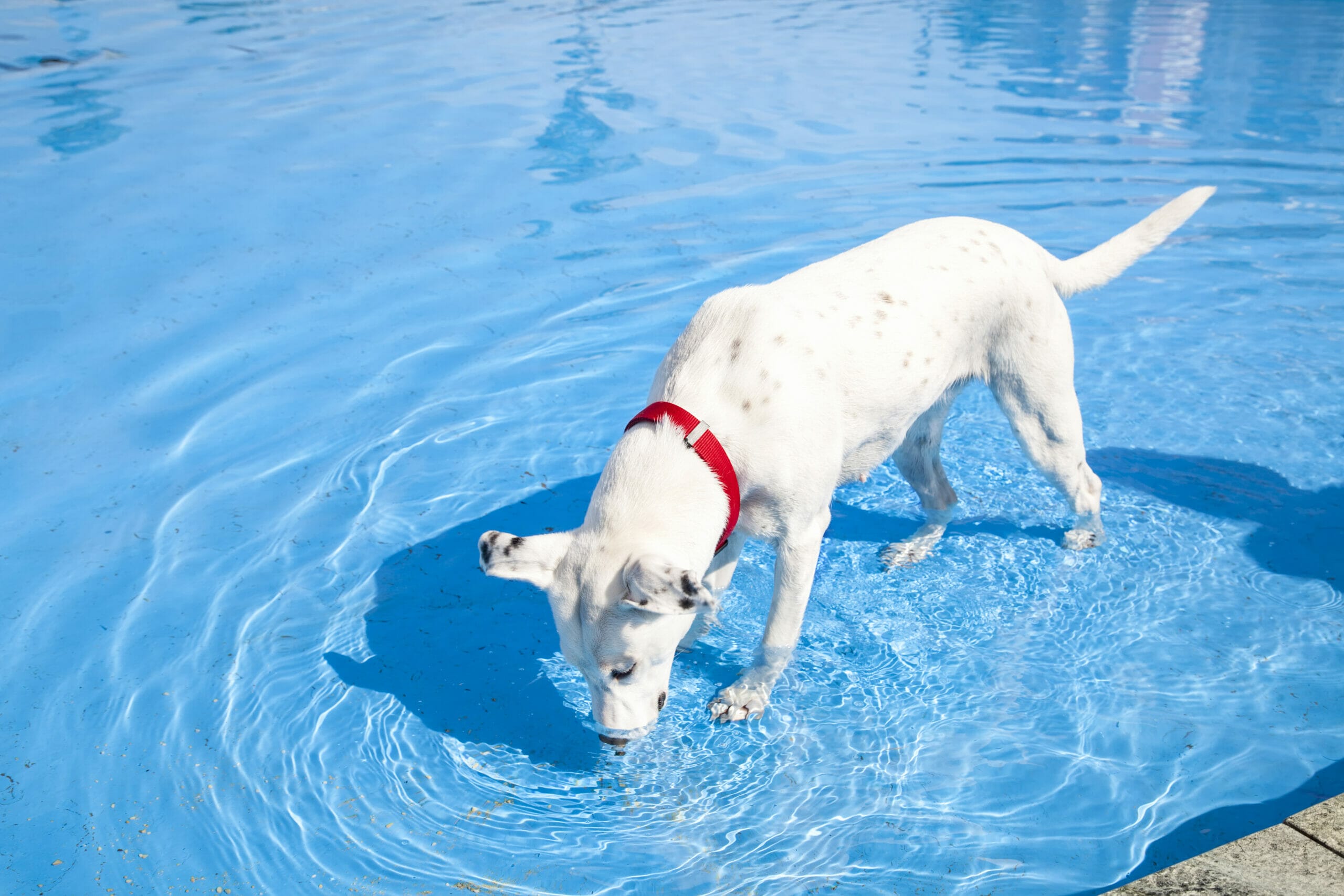 How to stop dog from drinking pool water? (Tips and Risks)