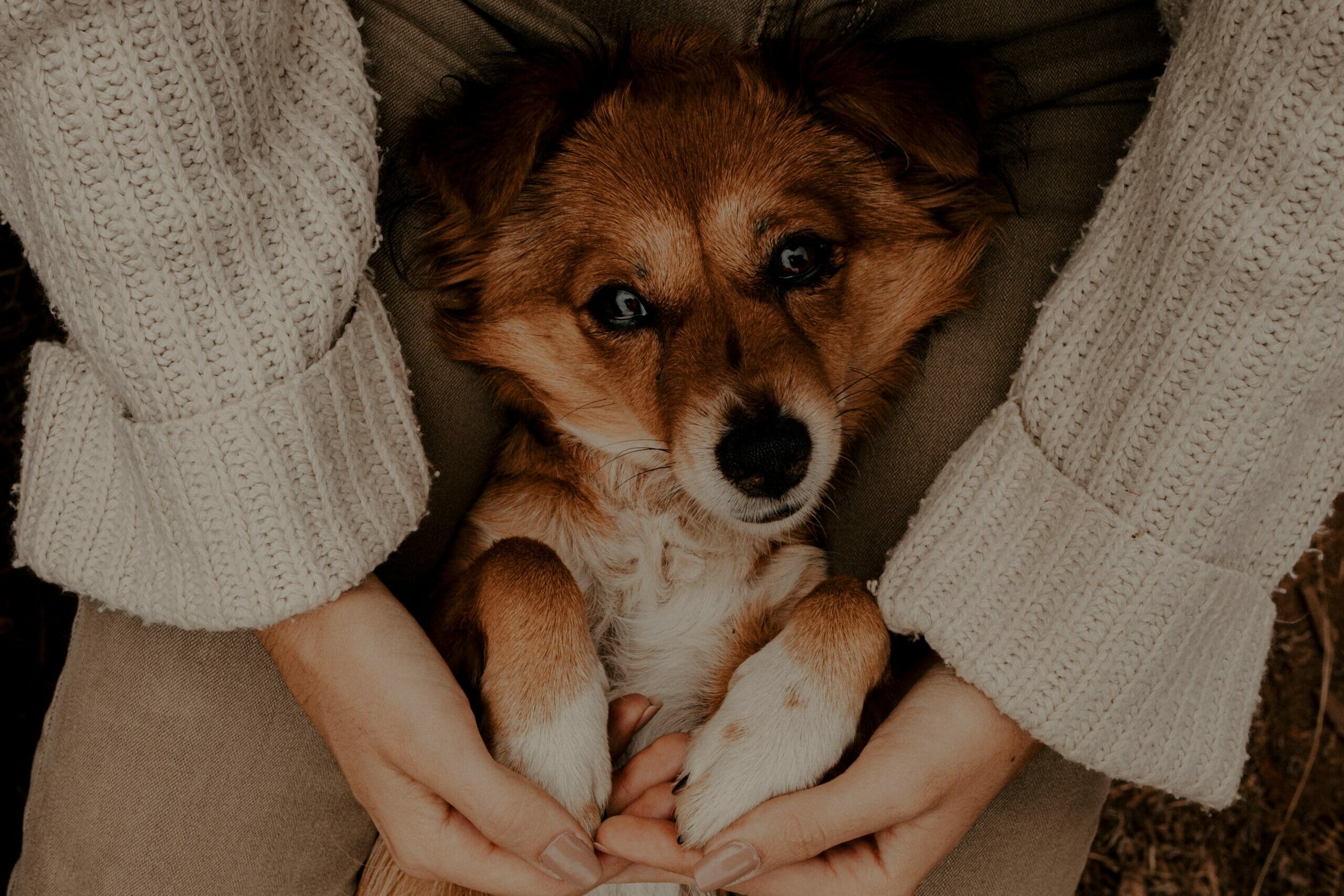 “I just adopted a dog and she seems sad” – 6 Reasons why