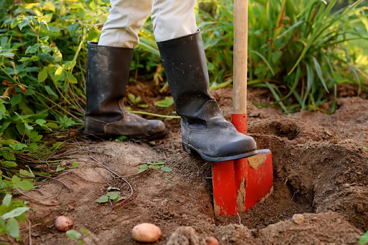 In-Ground Dog Poop Septic Tank (Complete DIY Guide)