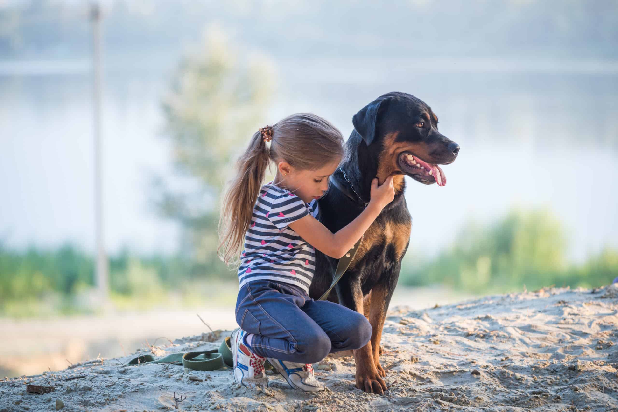 Rottweiler Temperament – The Fearless Family Dog