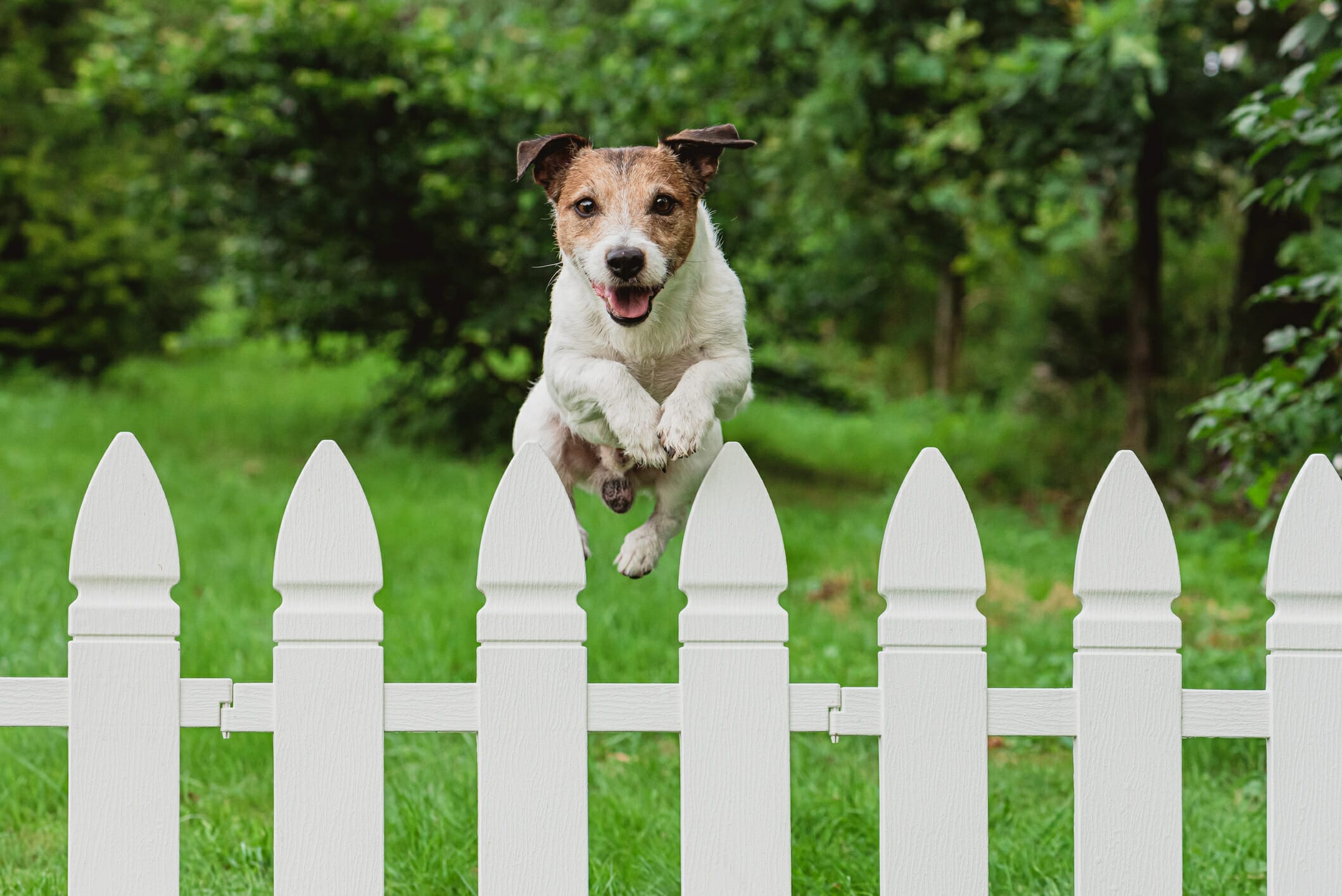 Vinyl Fencing For Dogs: Everything You Need To Know