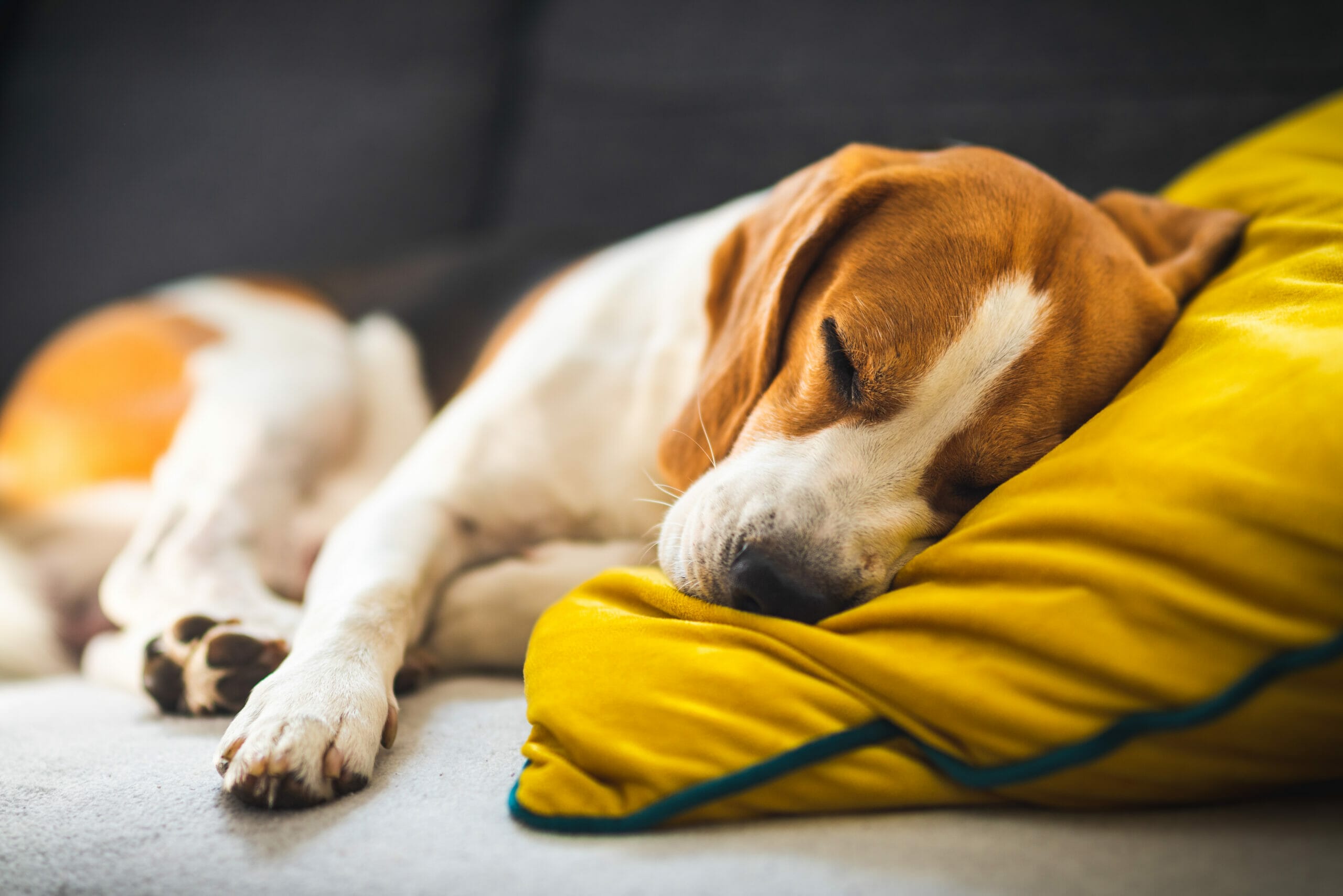 What does it mean when dogs howl in their sleep?