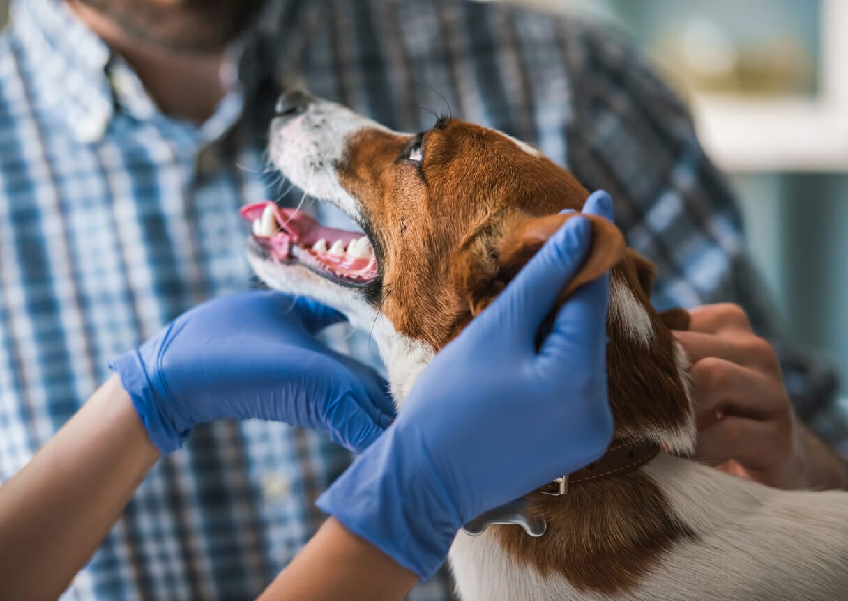 8 Dog Breeds That Need Their Glands Expressed (Written By Vet)
