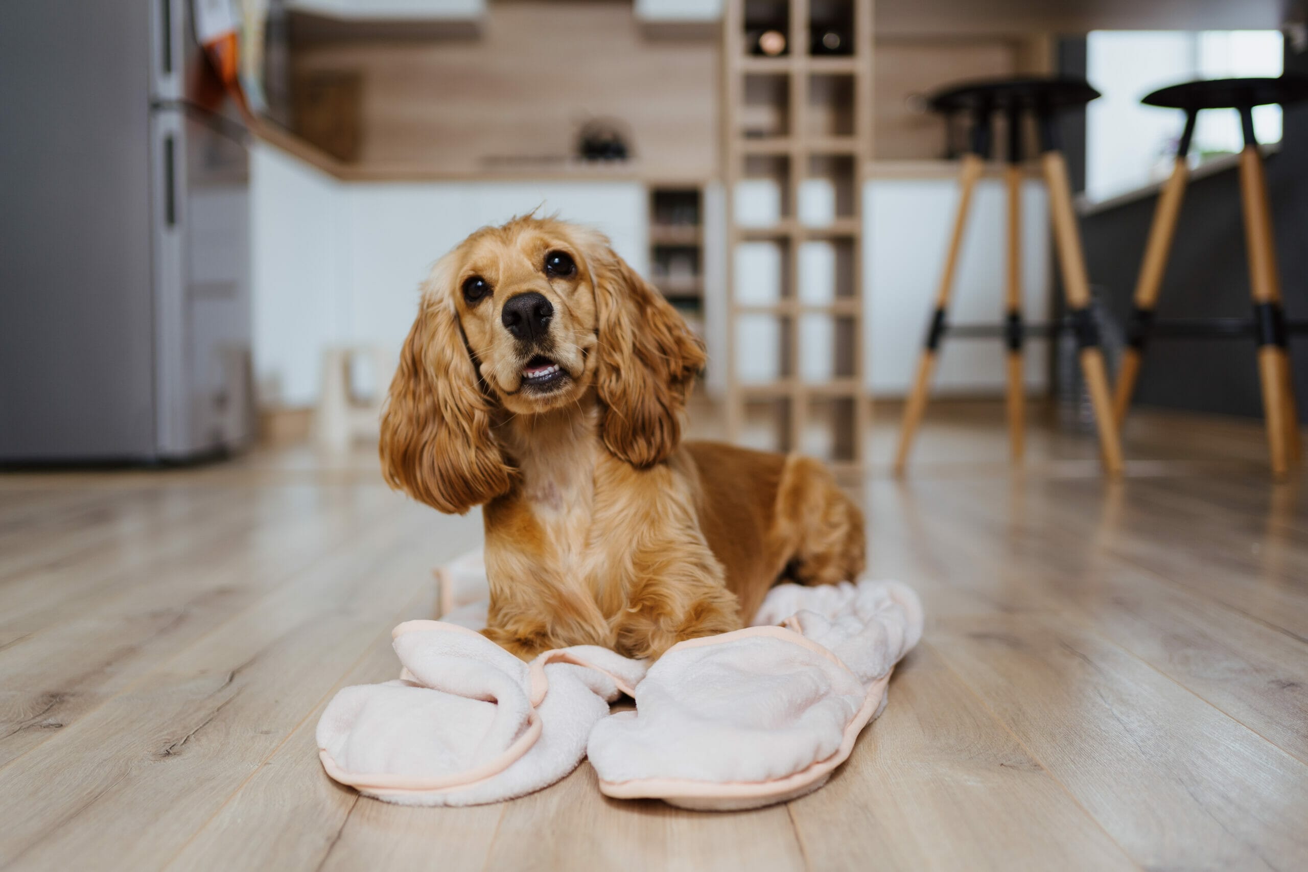 What is a home remedy for alopecia in dogs? 5 home remedies for your dog!