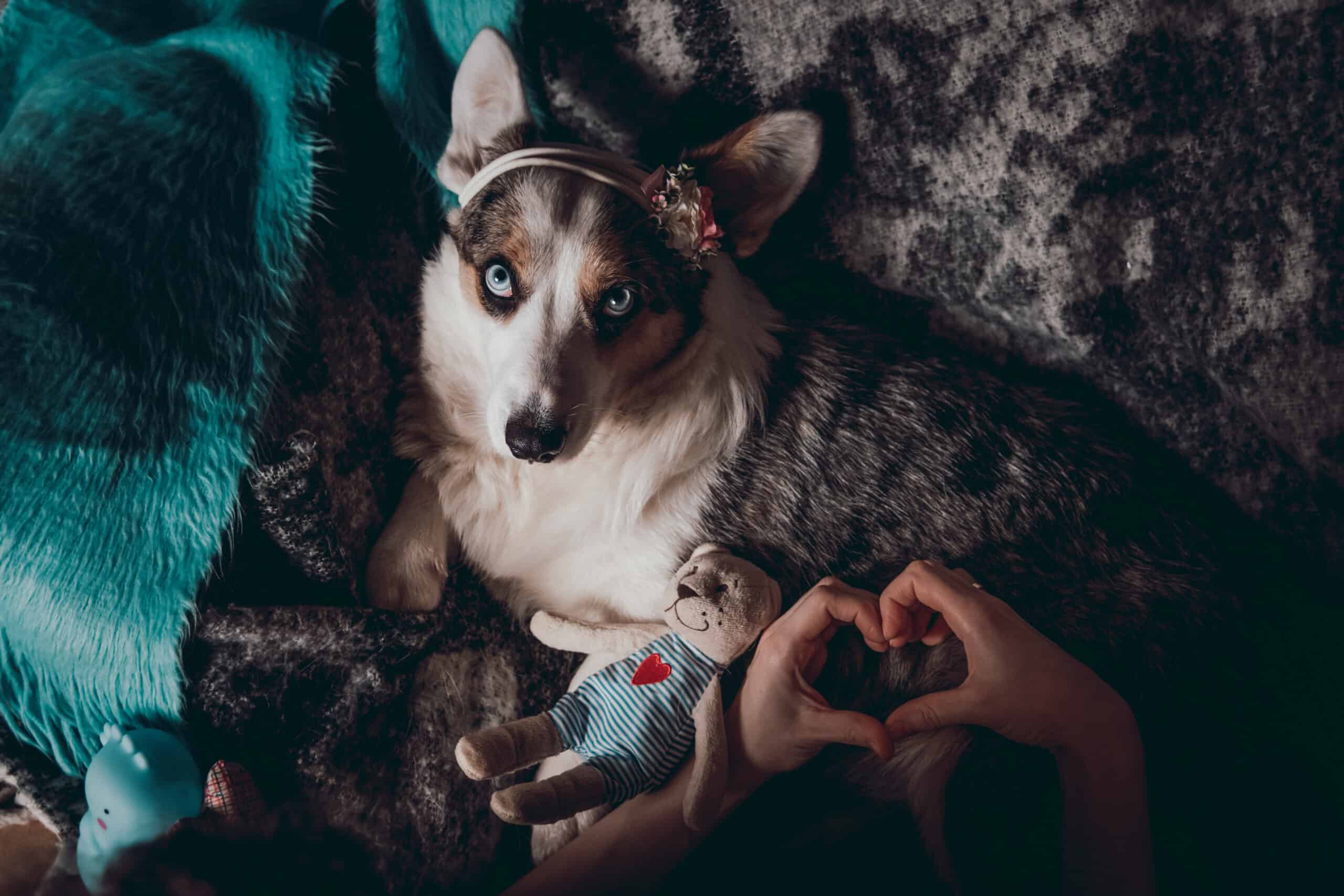 What is a TCI for dogs? And what are the benefits?