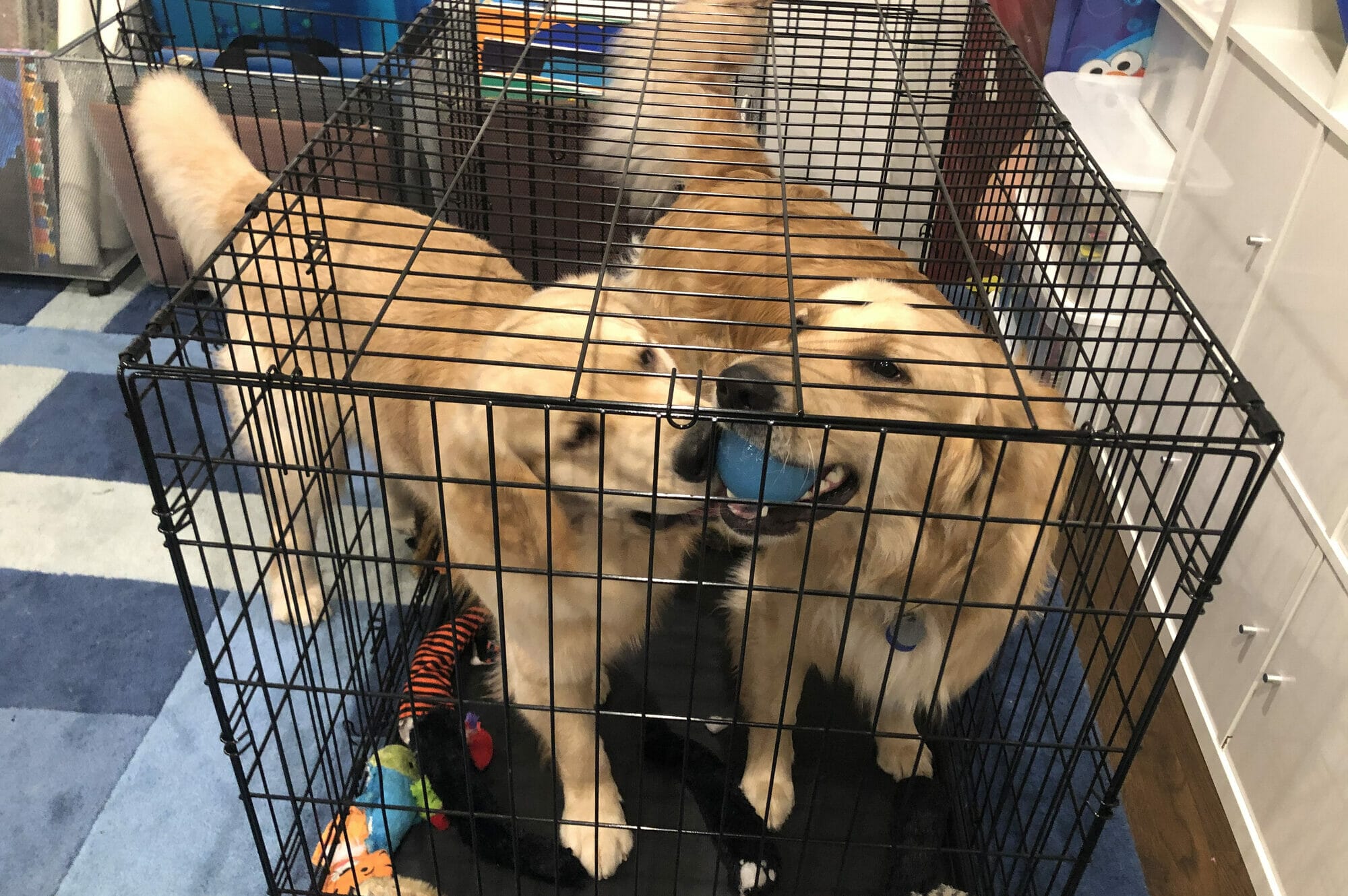 What To Put In Dog Crate For Chewers (And What Not)