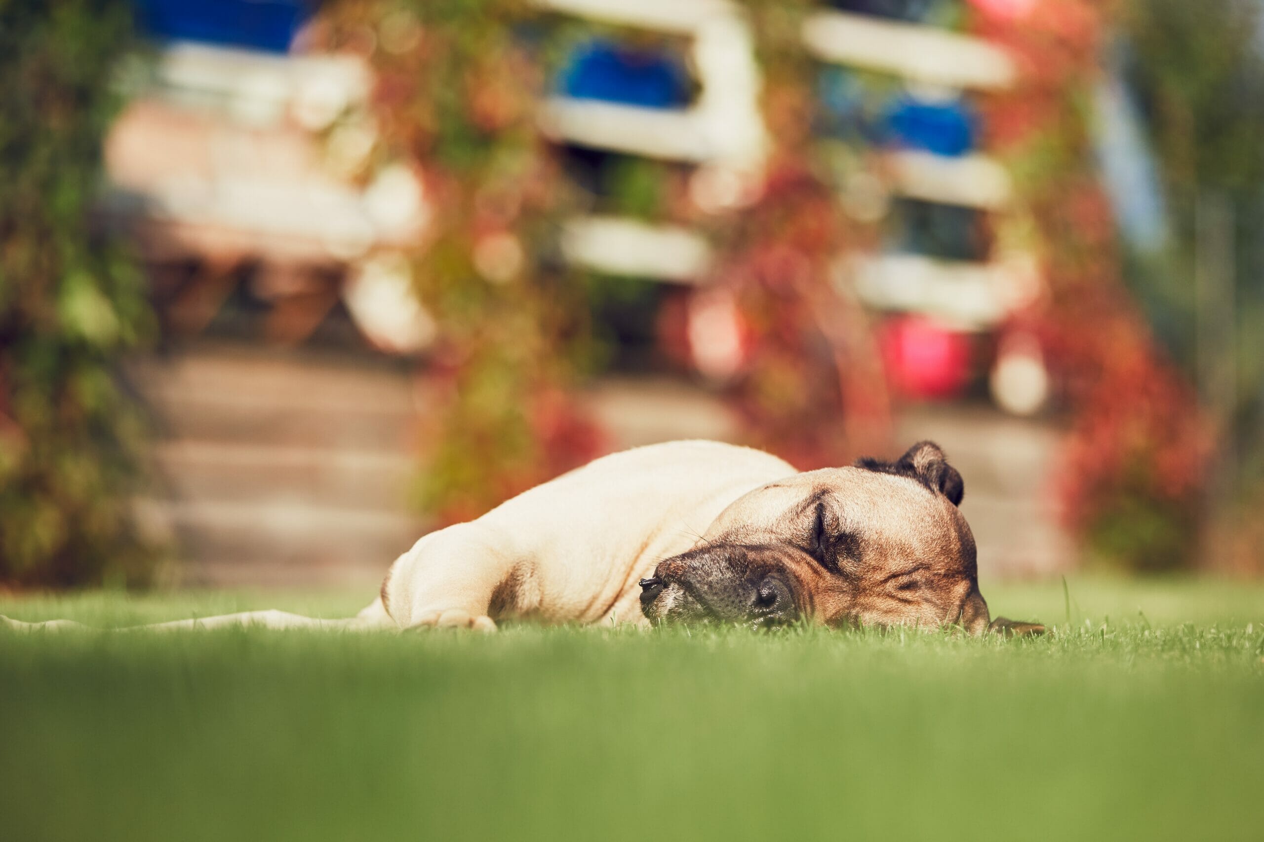 What to put under artificial grass for dogs? – 3 options