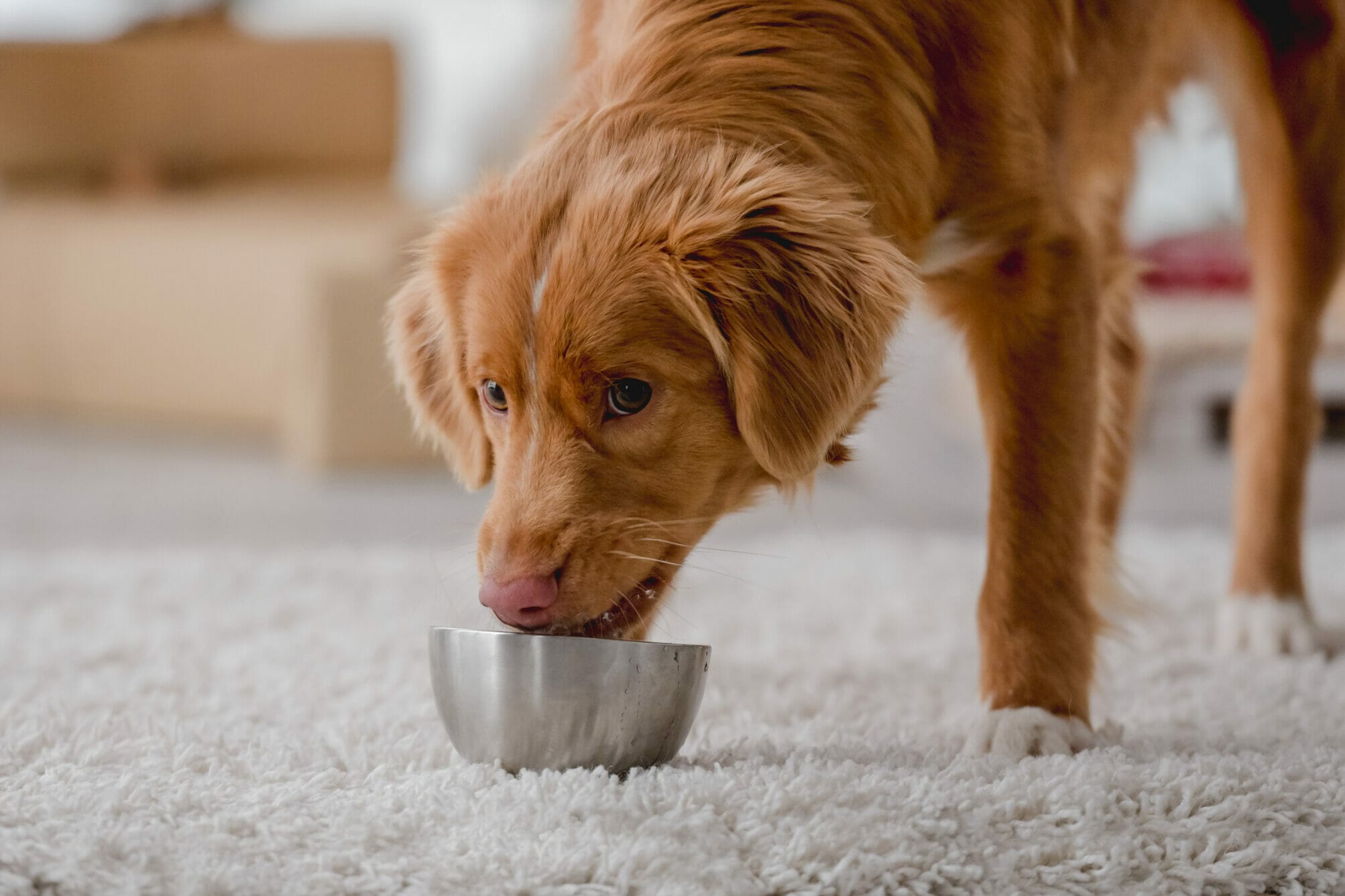 Why Do Dogs Bring Their Food To The Carpet? (Explained)