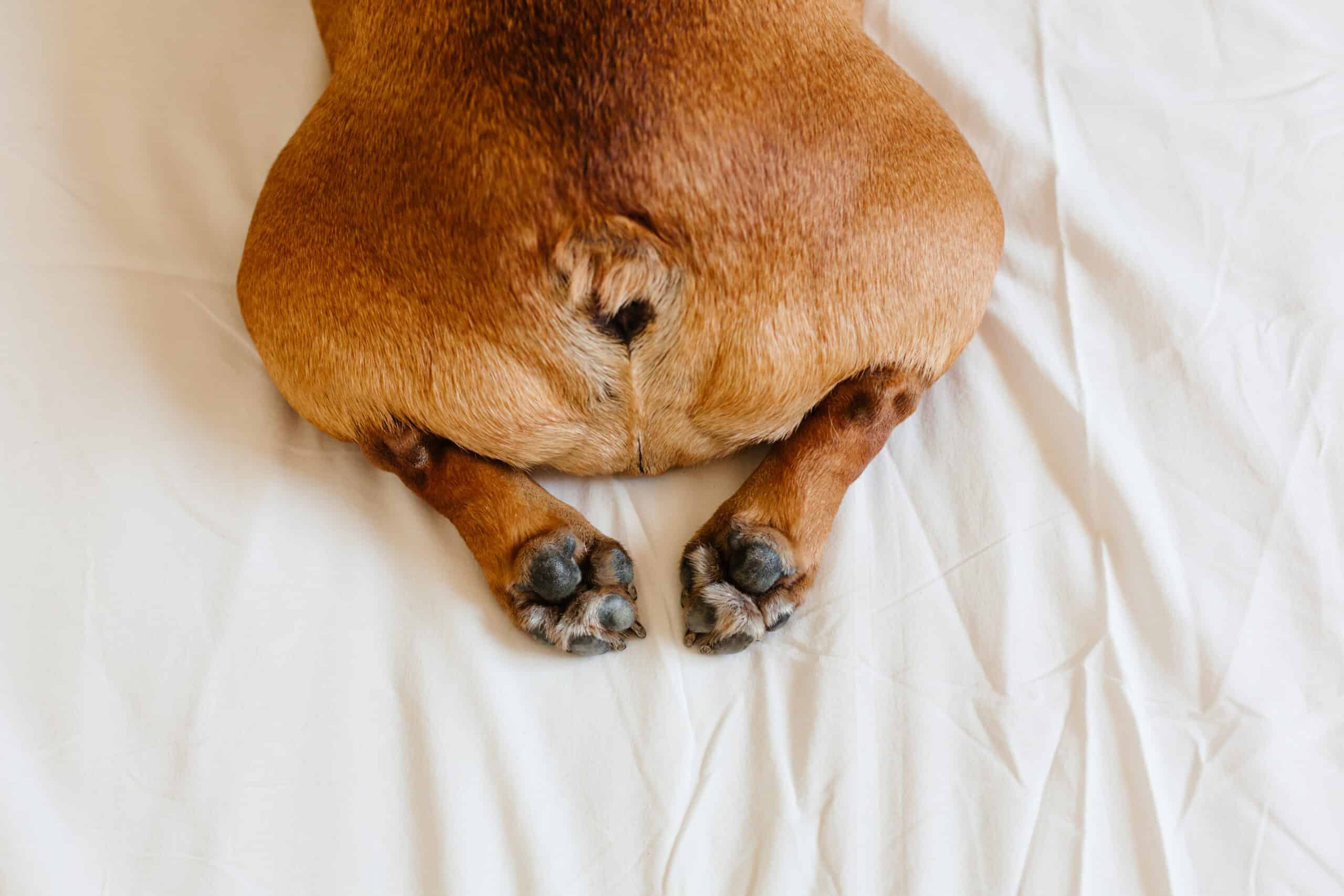 Why Do Dogs Have Swirls on Their Bum? (Explained)