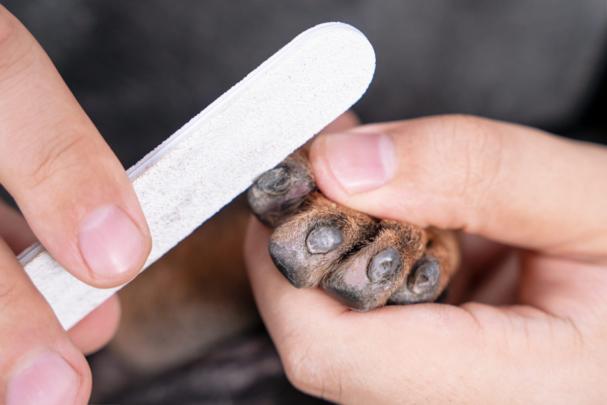 Why do dogs like emery boards? (5 Reasons)