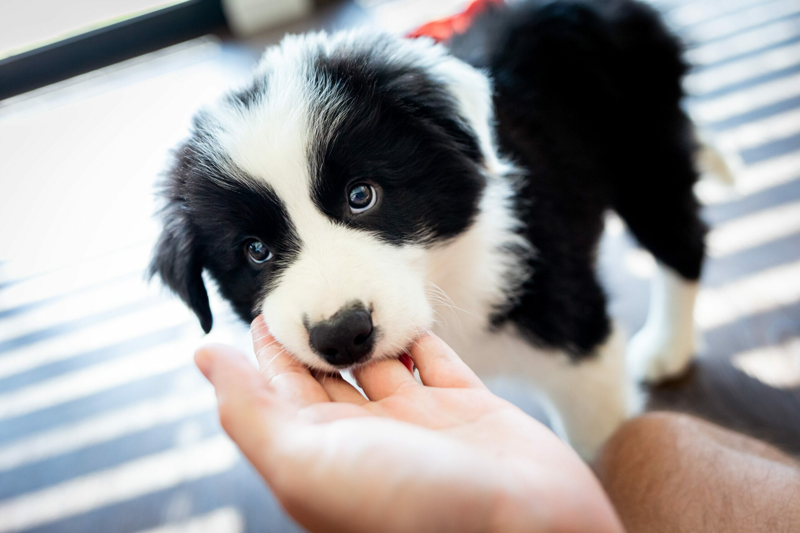 Why does my dog hold my hand in his mouth? (6 Reasons why)