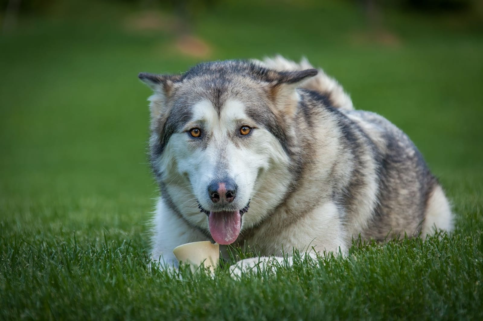 Alaskan Malamute lying on grass with a thick gray and white coat