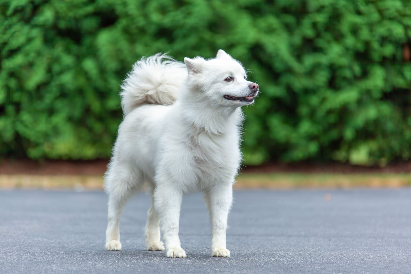 White American Eskimo Dog standing with its tail curled over its back