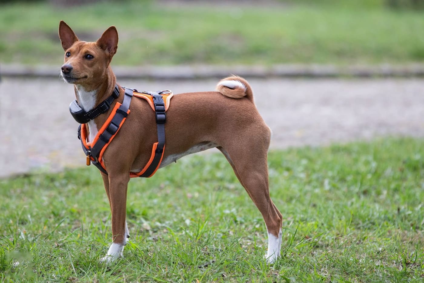 Red and white Basenji standing on grass with its tail curled tightly over its back