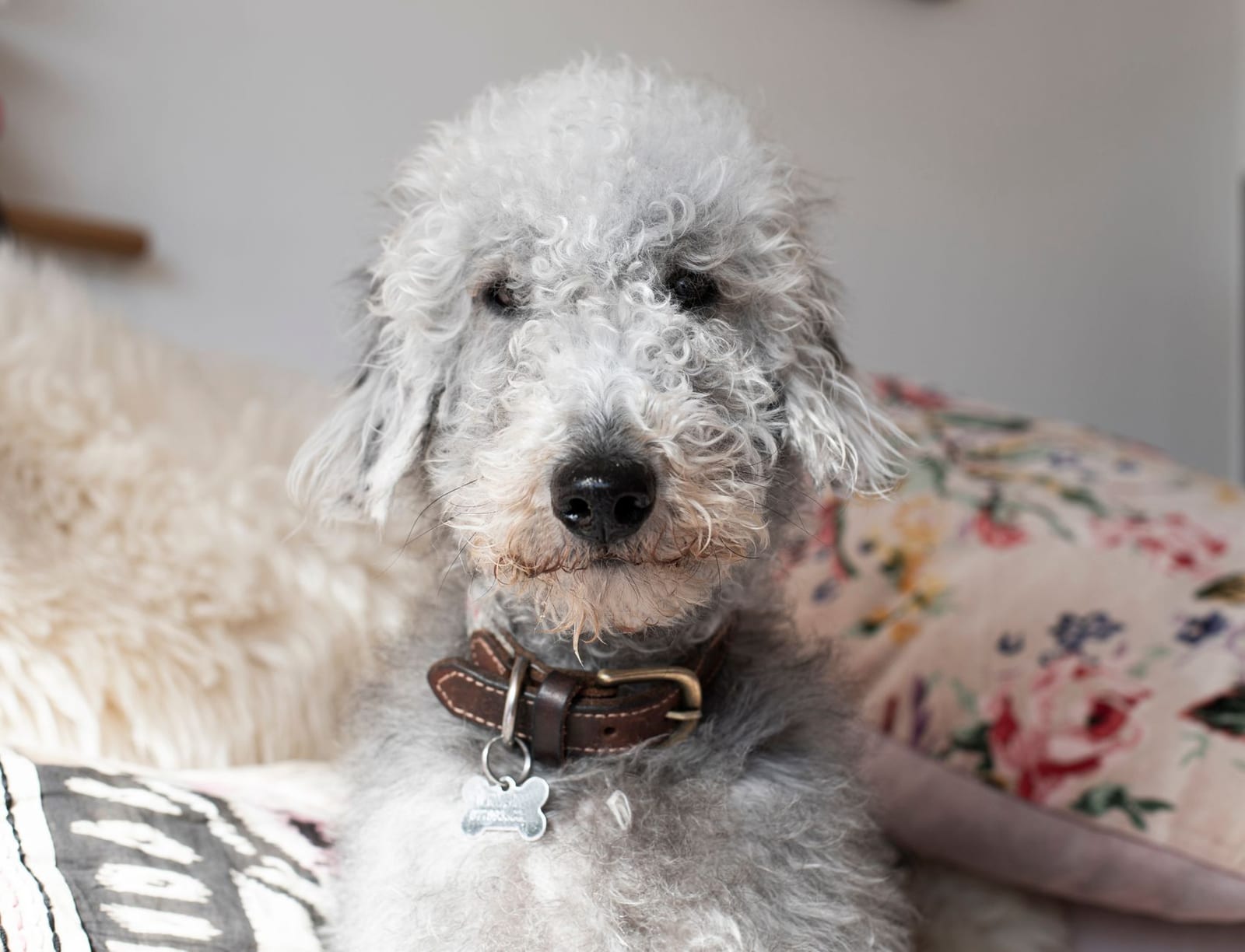 Bedlington Terrier with a pale curly coat sitting indoors in a leather collar