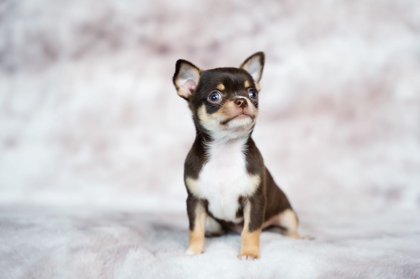 Black and tan short-coat Chihuahua puppy sitting upright