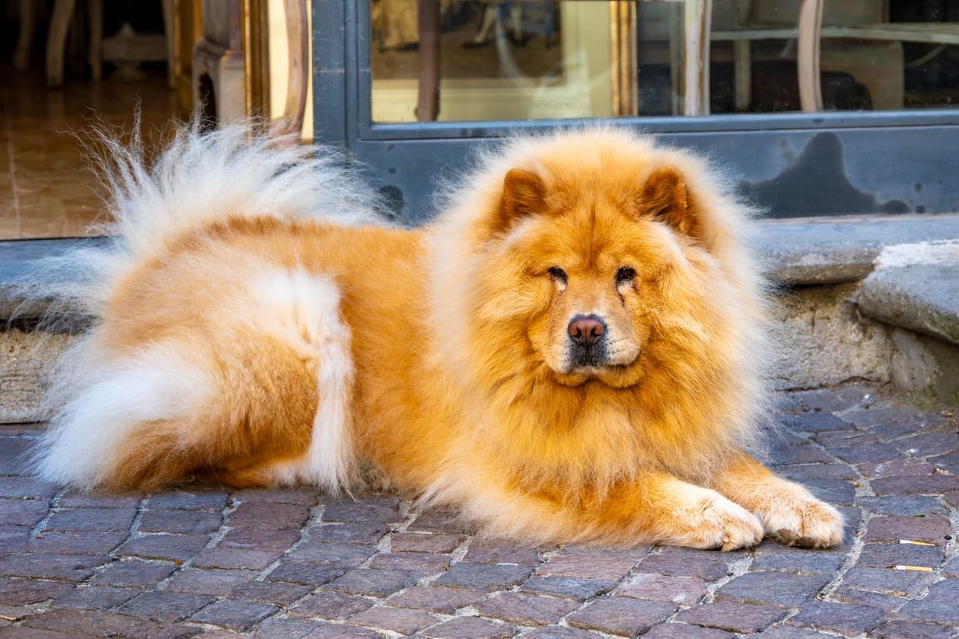 Red Chow Chow lying down with a full fluffy coat and tail curled over its back