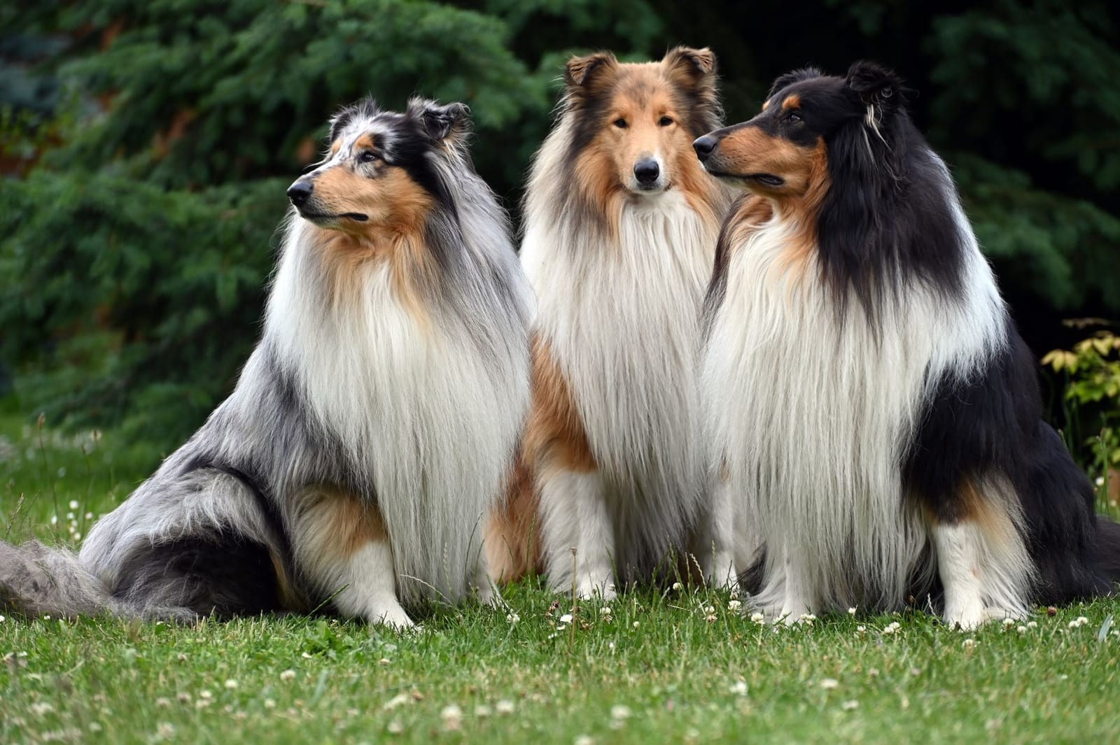 Three rough Collies with long, full coats sitting on grass
