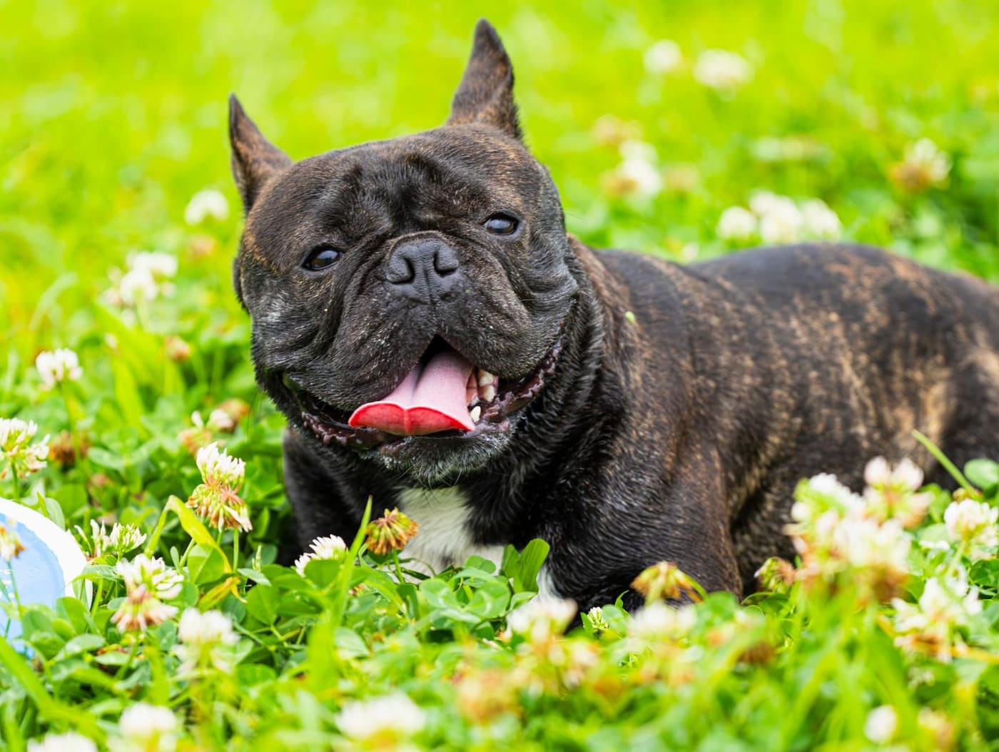 Brindle French Bulldog lying in clover with its tongue out
