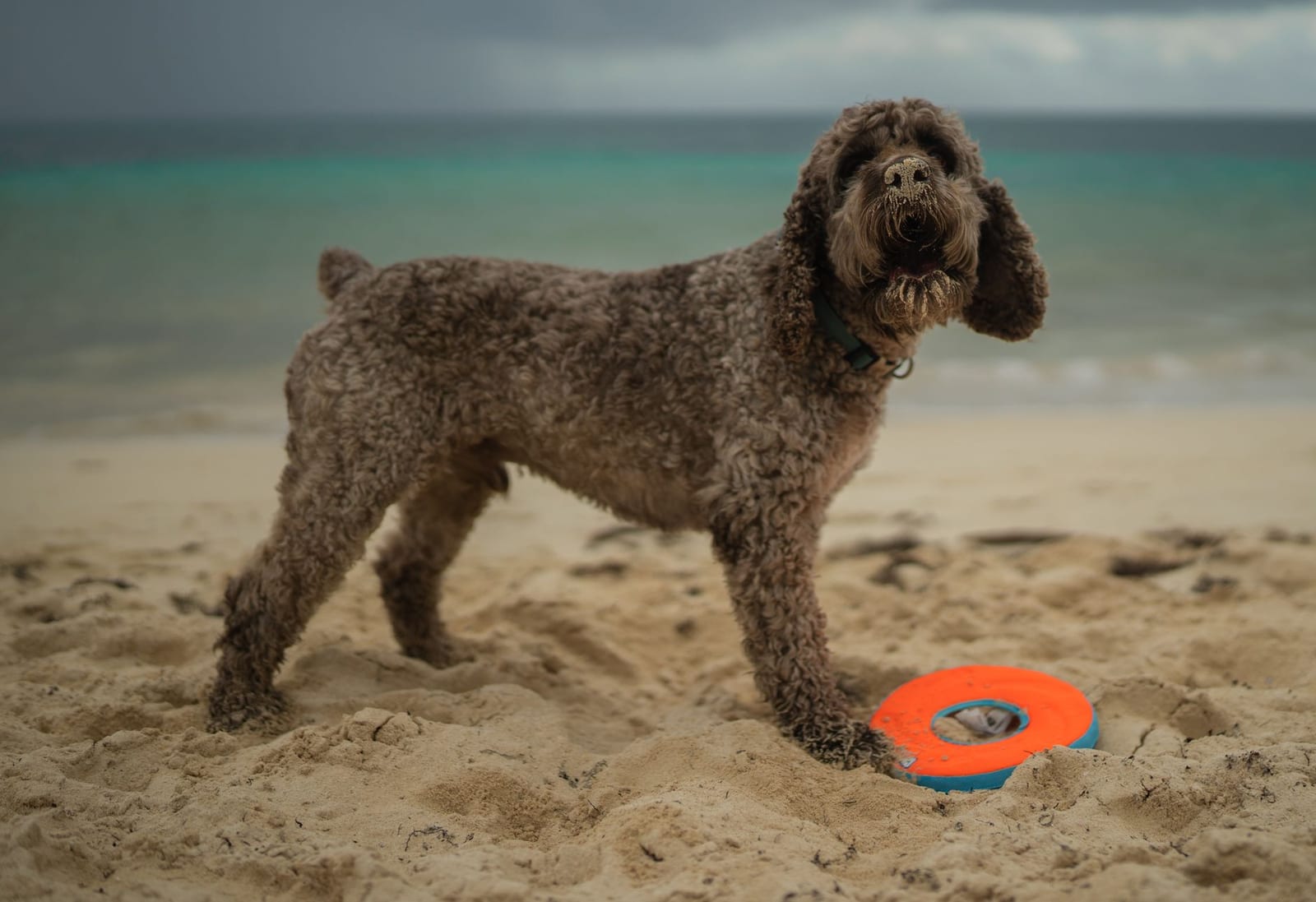 Brown Lagotto Romagnolo with a curly coat standing on a beach