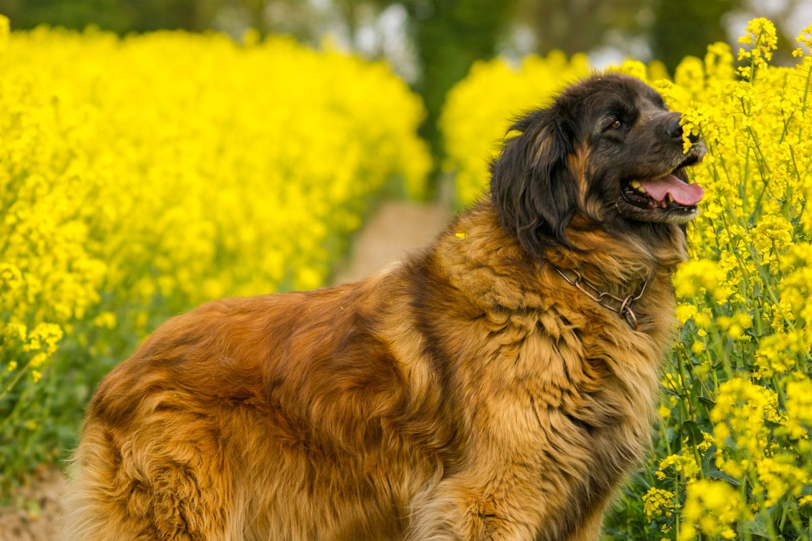 Leonberger with a thick golden-brown coat and dark mask standing among yellow flowers