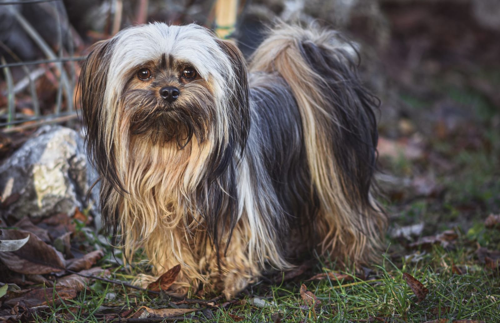 Lhasa Apso with a long, straight coat falling over its face