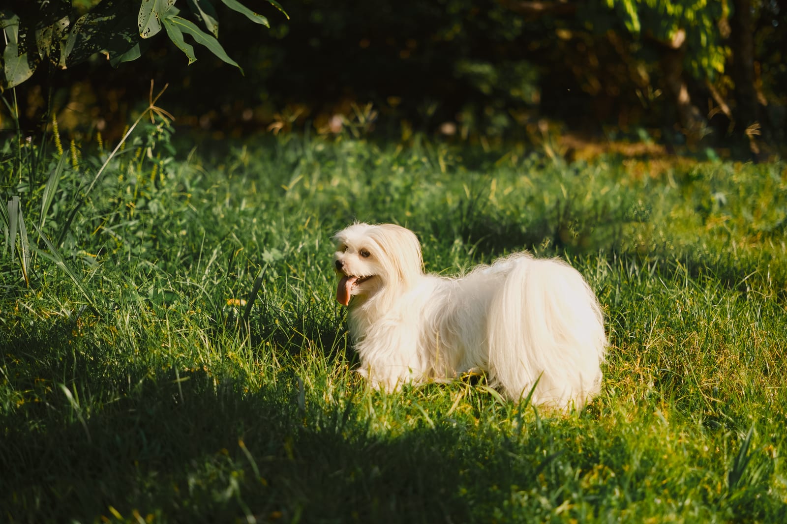 Maltese with a long, silky white coat standing on grass