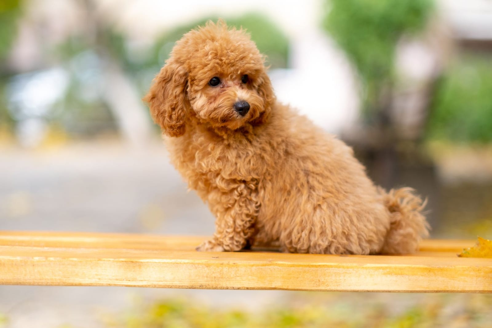 Apricot Miniature Poodle sitting on a wooden bench