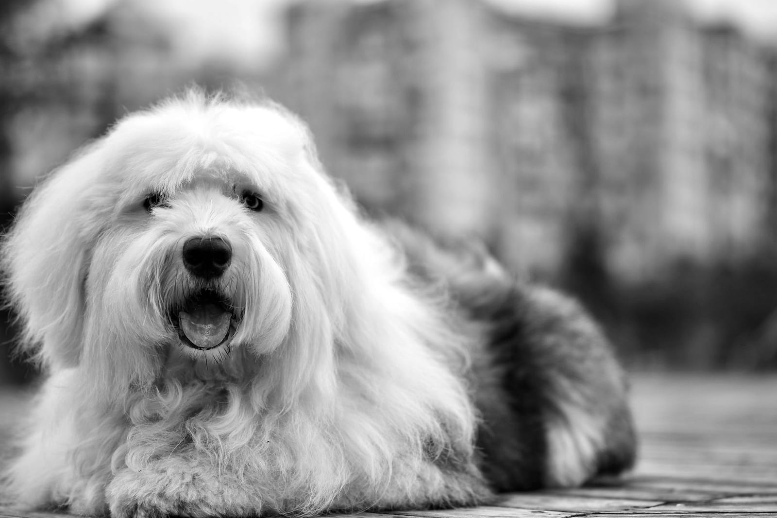 Old English Sheepdog with a long shaggy coat, black and white photo