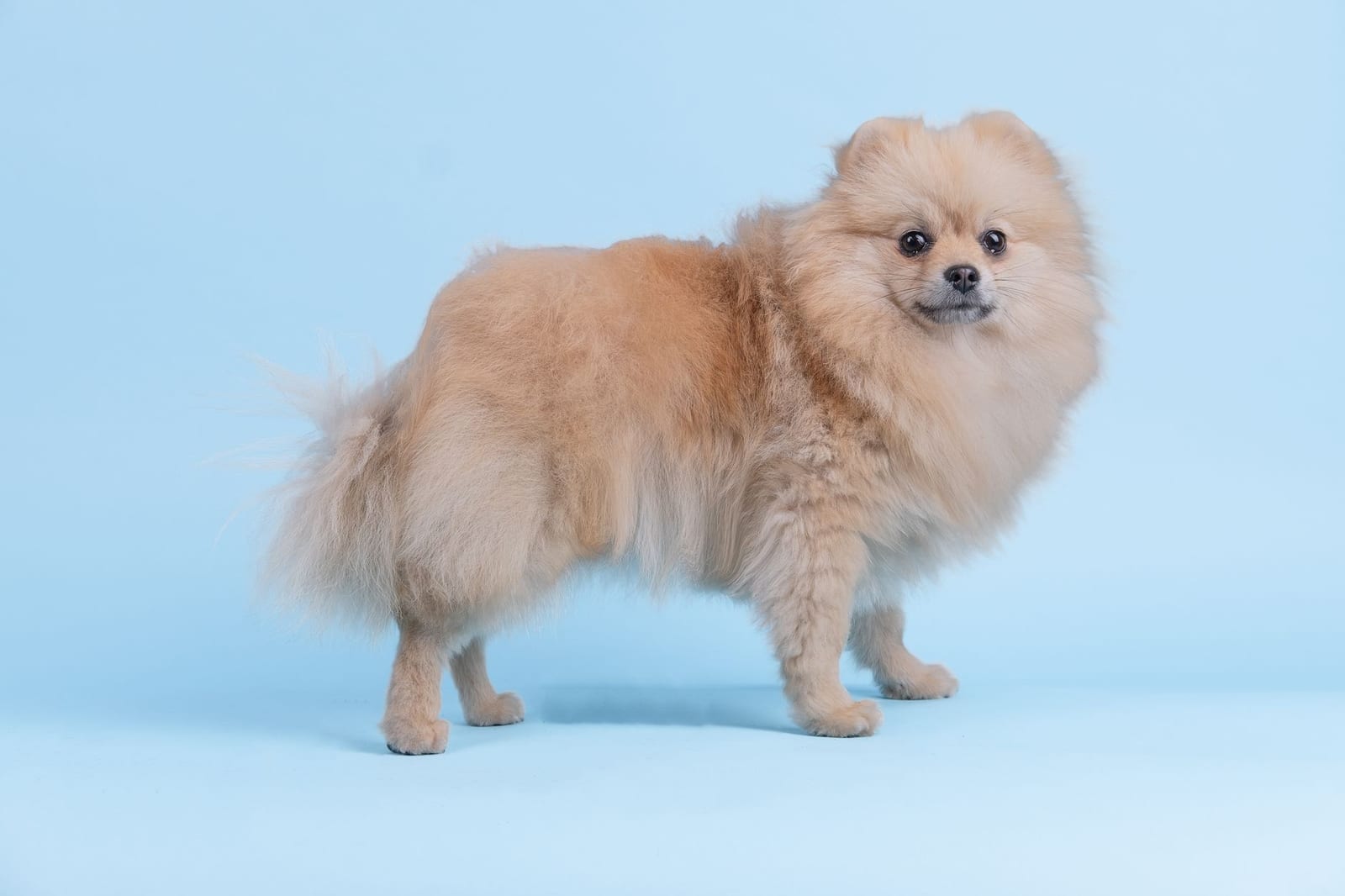 Cream Pomeranian standing sideways with its tail curled over its back