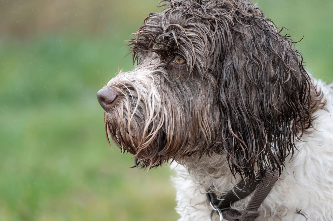 Wet Portuguese Water Dog with a curly coat in profile