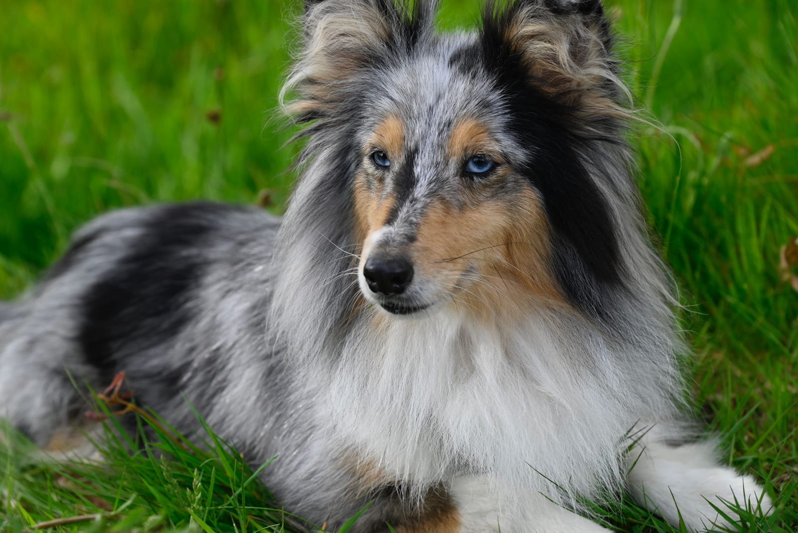 Blue merle Shetland Sheepdog with a long, thick coat lying on grass