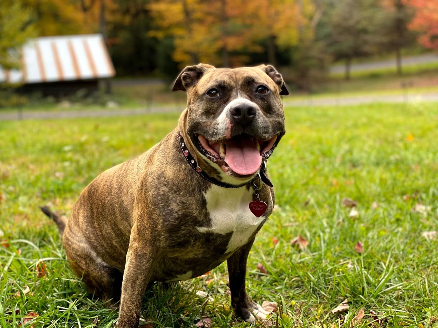 Brindle and white Staffordshire Bull Terrier sitting on grass with its tongue out