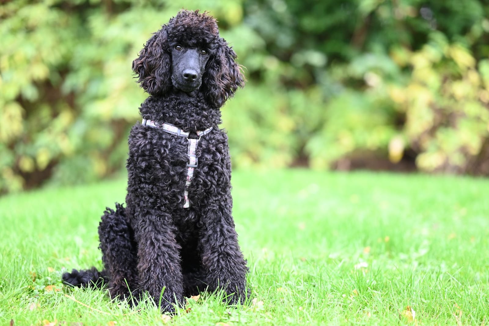 Black Standard Poodle with a full curly coat sitting on grass
