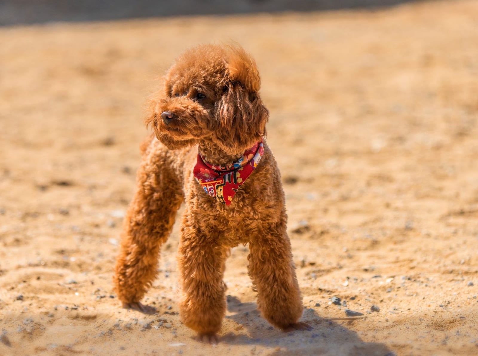 Brown Toy Poodle with a curly coat and red bandana standing on sand