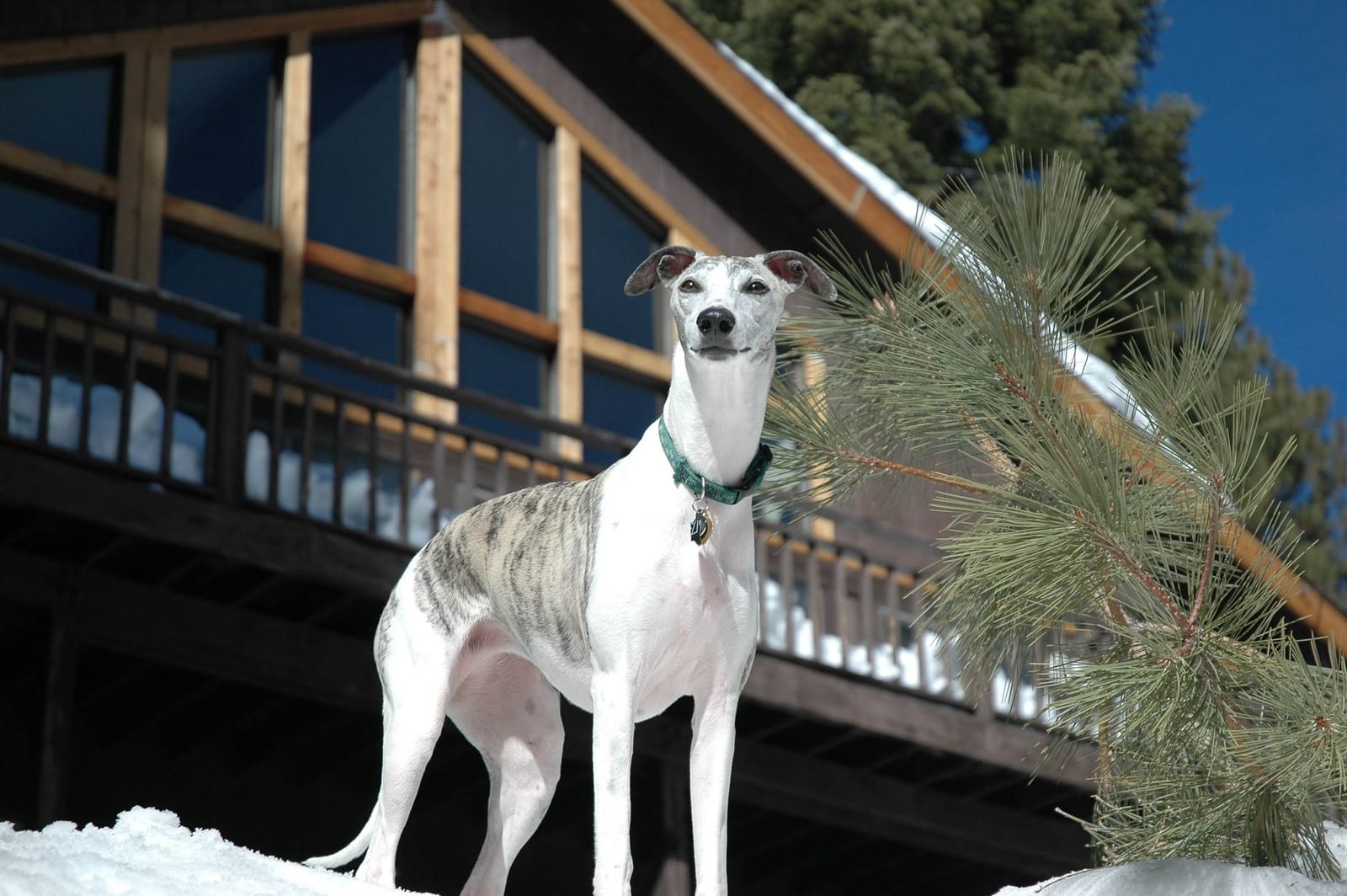 Brindle and white Whippet standing in snow in front of a wooden cabin